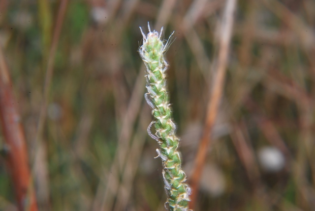 Plantago coronopus